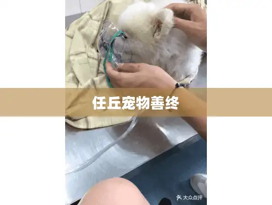 任丘宠物善终