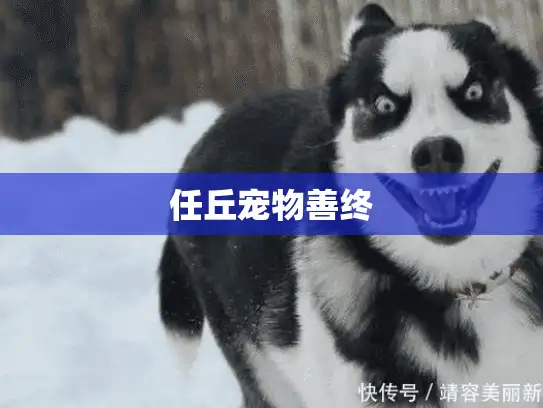 任丘宠物善终