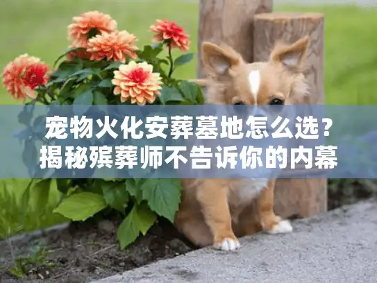 宠物火化安葬墓地怎么选？揭秘殡葬师不告诉你的内幕