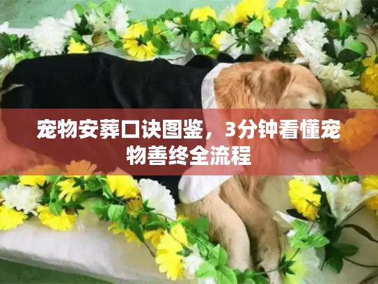 宠物安葬口诀图鉴，3分钟看懂宠物善终全流程