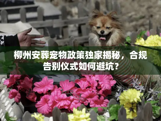 柳州安葬宠物政策独家揭秘，合规告别仪式如何避坑？