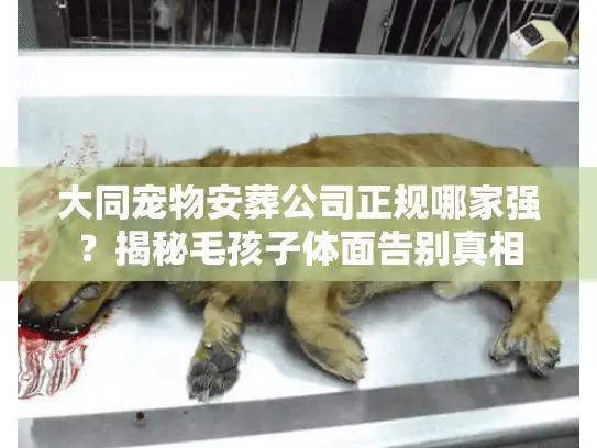 大同宠物安葬公司正规哪家强？揭秘毛孩子体面告别真相