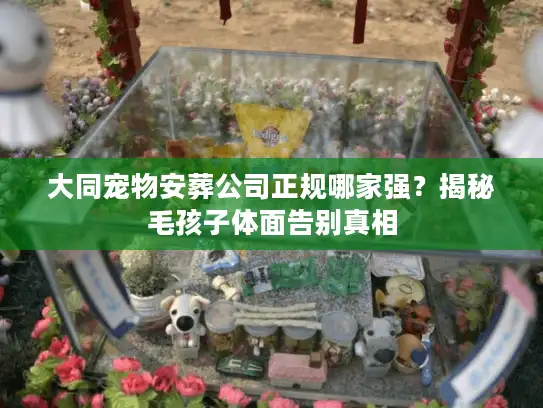 大同宠物安葬公司正规哪家强？揭秘毛孩子体面告别真相