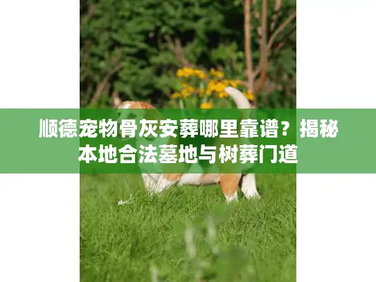 顺德宠物骨灰安葬哪里靠谱？揭秘本地合法墓地与树葬门道