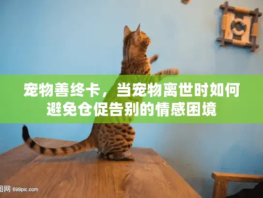 宠物善终卡，当宠物离世时如何避免仓促告别的情感困境