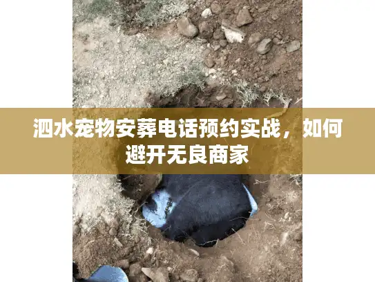 泗水宠物安葬电话预约实战，如何避开无良商家