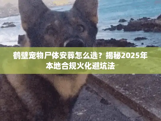 鹤壁宠物尸体安葬怎么选？揭秘2025年本地合规火化避坑法