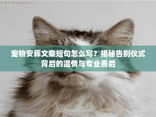 宠物安葬文案短句怎么写？揭秘告别仪式背后的温情与专业善后
