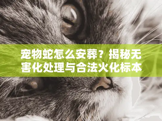 宠物蛇怎么安葬？揭秘无害化处理与合法火化标本制作门道
