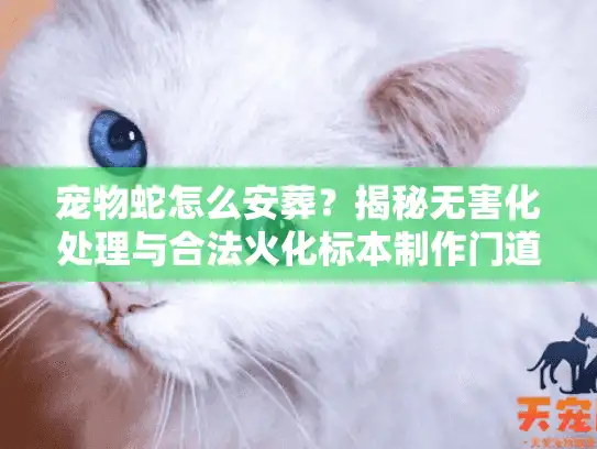 宠物蛇怎么安葬？揭秘无害化处理与合法火化标本制作门道