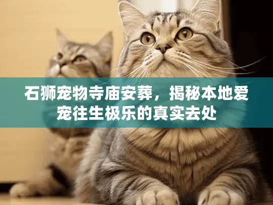 石狮宠物寺庙安葬，揭秘本地爱宠往生极乐的真实去处