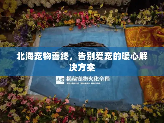 北海宠物善终，告别爱宠的暖心解决方案