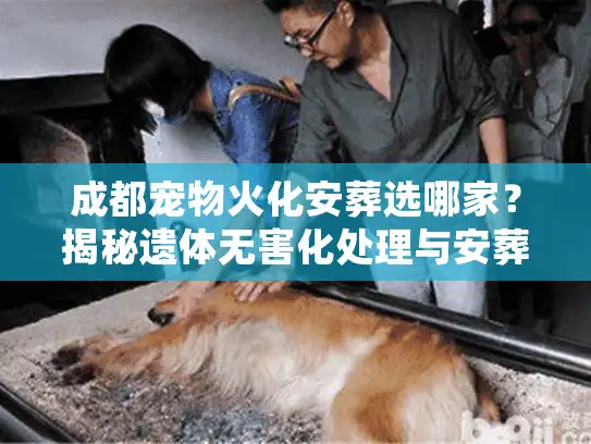 成都宠物火化安葬选哪家？揭秘遗体无害化处理与安葬地