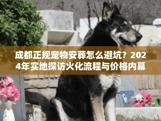 成都正规宠物安葬怎么避坑？2024年实地探访火化流程与价格内幕