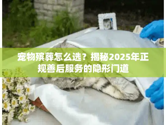 宠物殡葬怎么选？揭秘2025年正规善后服务的隐形门道