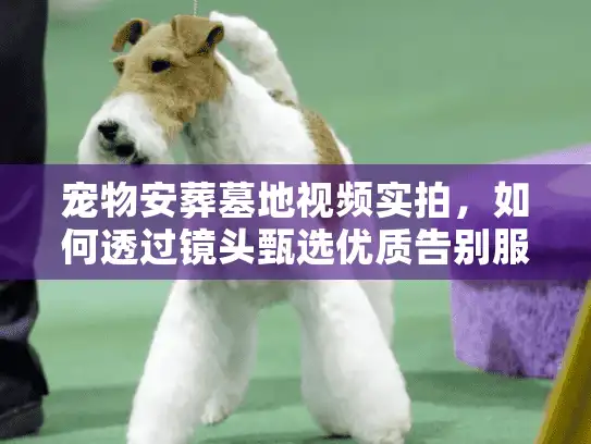 宠物安葬墓地视频实拍，如何透过镜头甄选优质告别服务？