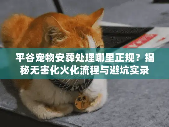 平谷宠物安葬处理哪里正规？揭秘无害化火化流程与避坑实录