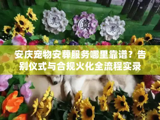 安庆宠物安葬服务哪里靠谱？告别仪式与合规火化全流程实录