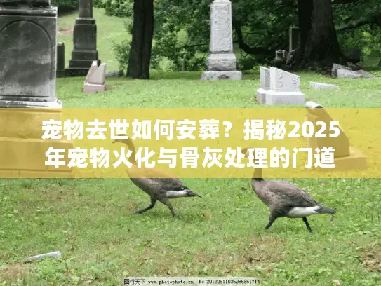 宠物去世如何安葬？揭秘2025年宠物火化与骨灰处理的门道