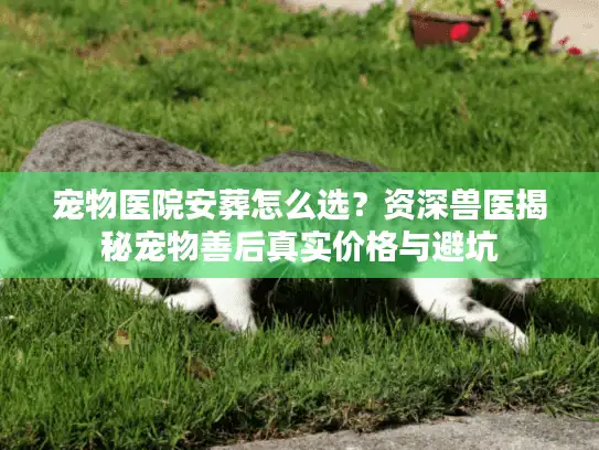 宠物医院安葬怎么选？资深兽医揭秘宠物善后真实价格与避坑