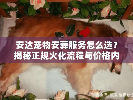 安达宠物安葬服务怎么选？揭秘正规火化流程与价格内幕