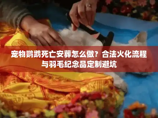 宠物鹦鹉死亡安葬怎么做？合法火化流程与羽毛纪念品定制避坑