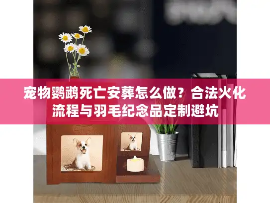宠物鹦鹉死亡安葬怎么做？合法火化流程与羽毛纪念品定制避坑