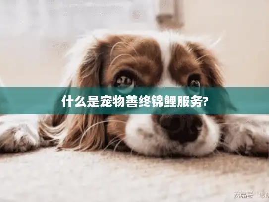 什么是宠物善终锦鲤服务?