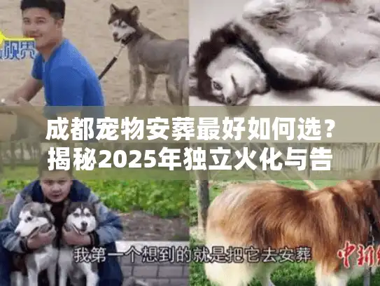 成都宠物安葬最好如何选？揭秘2025年独立火化与告别仪式标准