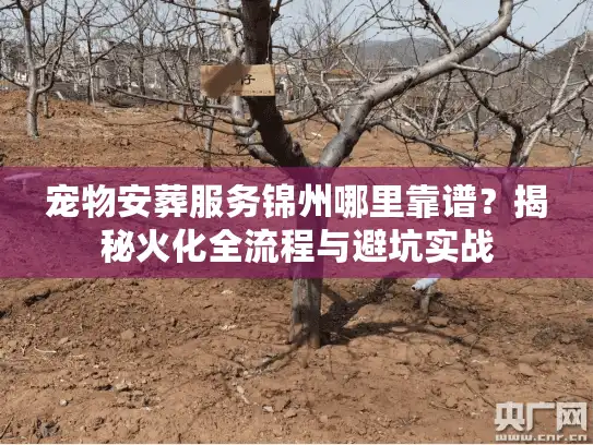 宠物安葬服务锦州哪里靠谱？揭秘火化全流程与避坑实战