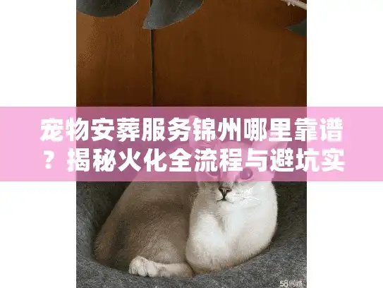 宠物安葬服务锦州哪里靠谱？揭秘火化全流程与避坑实战