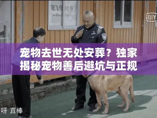 宠物去世无处安葬？独家揭秘宠物善后避坑与正规火化渠道