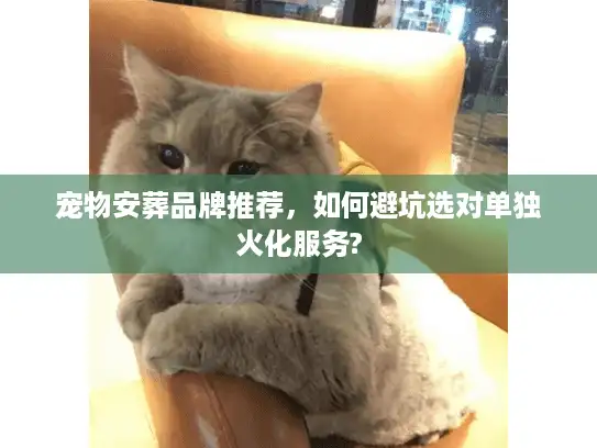 宠物安葬品牌推荐，如何避坑选对单独火化服务?