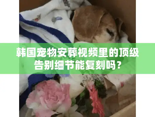 韩国宠物安葬视频里的顶级告别细节能复刻吗？