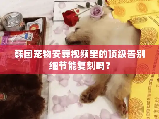 韩国宠物安葬视频里的顶级告别细节能复刻吗？