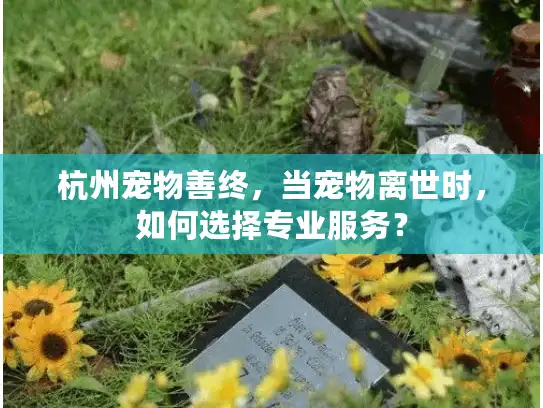 杭州宠物善终，当宠物离世时，如何选择专业服务？