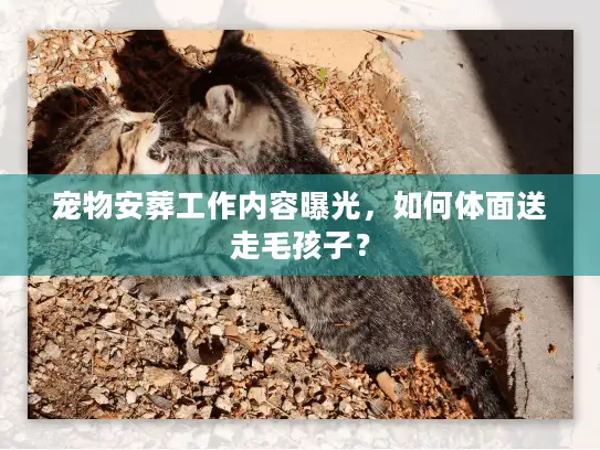 宠物安葬工作内容曝光，如何体面送走毛孩子？