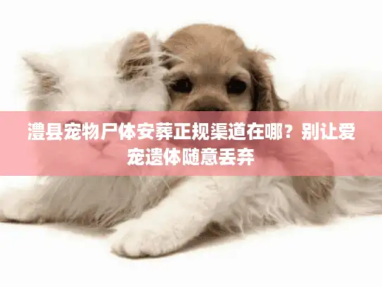 澧县宠物尸体安葬正规渠道在哪？别让爱宠遗体随意丢弃