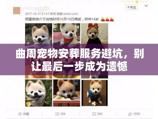 曲周宠物安葬服务避坑，别让最后一步成为遗憾