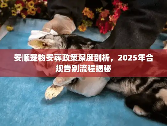 安顺宠物安葬政策深度剖析，2025年合规告别流程揭秘