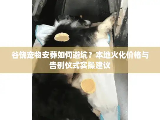 谷饶宠物安葬如何避坑？本地火化价格与告别仪式实操建议