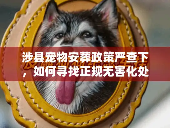 涉县宠物安葬政策严查下，如何寻找正规无害化处理？
