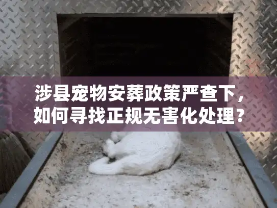 涉县宠物安葬政策严查下，如何寻找正规无害化处理？