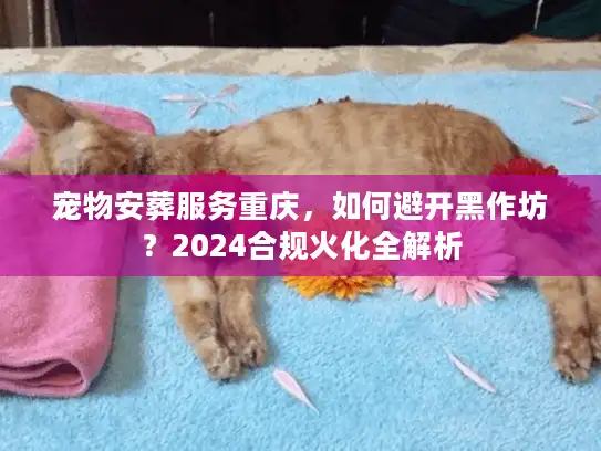 宠物安葬服务重庆，如何避开黑作坊？2024合规火化全解析