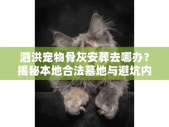 泗洪宠物骨灰安葬去哪办？揭秘本地合法墓地与避坑内幕