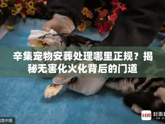 辛集宠物安葬处理哪里正规？揭秘无害化火化背后的门道
