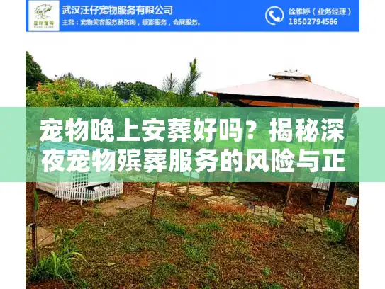 宠物晚上安葬好吗？揭秘深夜宠物殡葬服务的风险与正规流程