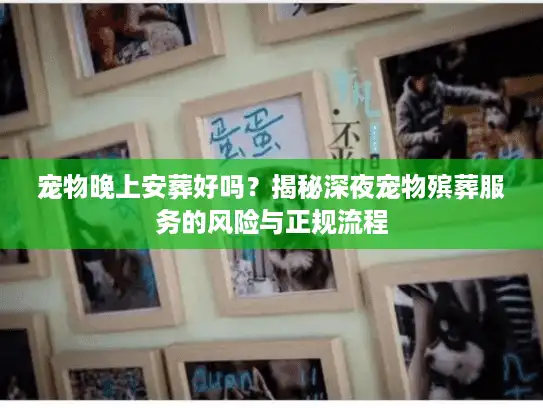 宠物晚上安葬好吗？揭秘深夜宠物殡葬服务的风险与正规流程