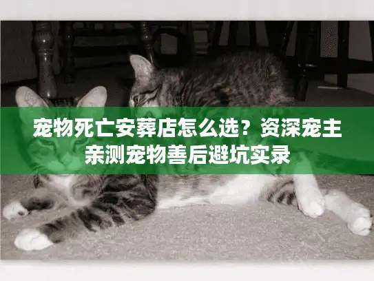 宠物死亡安葬店怎么选？资深宠主亲测宠物善后避坑实录