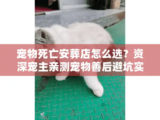 宠物死亡安葬店怎么选？资深宠主亲测宠物善后避坑实录